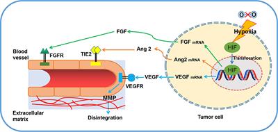 Natural Products: A Promising Therapeutics for Targeting Tumor Angiogenesis